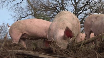 Agriculture : l'élevage de porcs en plein air a le vent en poupe (France 2)