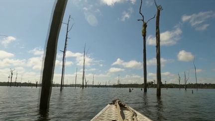 Guyane : des arbres morts au cœur de la forêt amazonienne comme source d'énergie