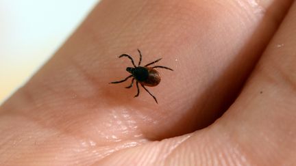 Des recherches sur des tiques menées par l'Inra à Paris, le 20 juin 2016. (BERTRAND GUAY / AFP)