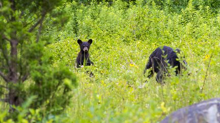 Un ours noir dans un parc de Virginie (Etats-Unis), le 30 juillet 2016. (KAREN BLEIER / AFP)