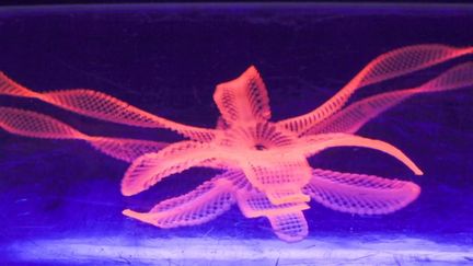 Capture d'écran d'une vidéo publiée le 25 janvier 2016 par le Wyss Institute d'Harvard, montrant une fleur imprimée en 3D dont la forme change une fois insérée dans l'eau. (WYSS INSTITUTE D'HARVARD)