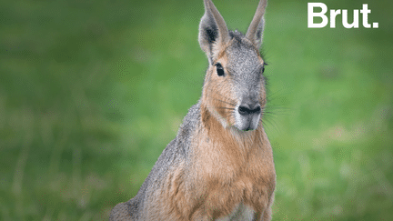 À mi-chemin entre un lièvre et un capybara, le mara est un rongeur que l’on retrouve dans les grands espaces argentins.