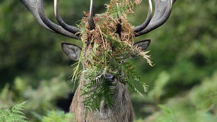 &nbsp; (William Richardson / Comedy Wildlife Photography Awards)