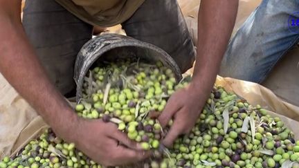 Dans les territoires palestiniens, la récolte des olives a commencé. Elle est rendue compliquée par la guerre dans la bande de Gaza et les raids israéliens notamment.