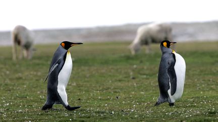 Des manchots royaux, sur les Îles Malouines, en 2007 (illustration). (DANIEL GARCIA / AFP)