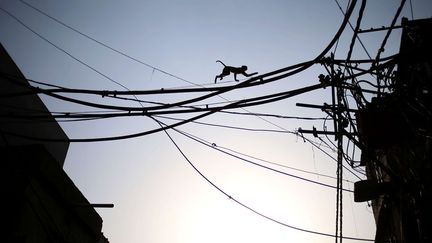 Un singe se prom&egrave;ne sur des c&acirc;bles &eacute;lectrique &agrave; New Delhi (Inde), le 13 mai 2013. (SAURABH DAS / SIPA )