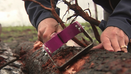 Gironde : les scolytes, plus nombreux, menacent la forêt (FRANCE 3)