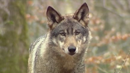 Biodiversité : le loup est de retour dans le Finistère après plus d'un siècle