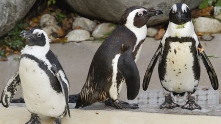 Pedro (D) et Buddy (C), au zoo de Toronto (Canada) en compagnie d'une femelle pingouin, le 8 novembre 2011. (MARK BLINCH / REUTERS)