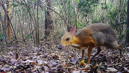 Cerf-souris