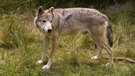 En 2010, 1 303 animaux on été tués par des loups. (Frilet Patrick)