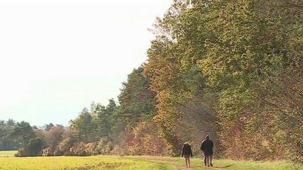 Le journal du 13 Heures vous emmène en balade dans une forêt majestueuse de la Haute-Marne. Les couleurs y sont flamboyantes, c'est une source d'inspiration pour les peintres et photographes. (CAPTURE ECRAN FRANCE 2)