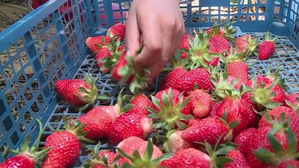 Le bon plan du 24 avril concerne les fruits à récolter soi-même.  Alors que la saison des fraises démarre, il y avait beaucoup de monde le week-end du 20 et 21 avril pour la première collecte, près de Lavernose-Lacasse, au sud de Toulouse.