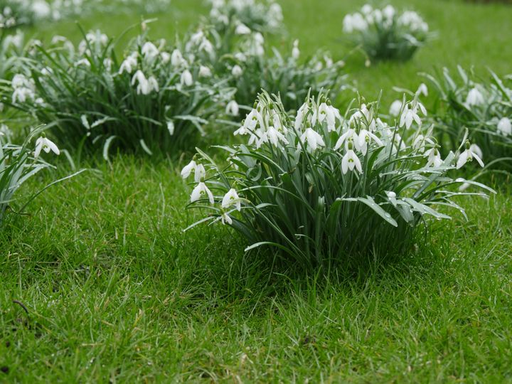 Divisez les perce-neige (Galanthus) quand ils ont achevé leur floraison.&nbsp; (ISABELLE MORAND / RADIO FRANCE / FRANCE INFO)