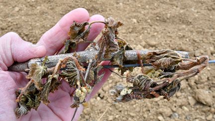 Des vignes ayant subi le gel à Montredon dans l'Aude, le 25 janvier 2021. (PHILIPPE LEBLANC / MAXPPP)