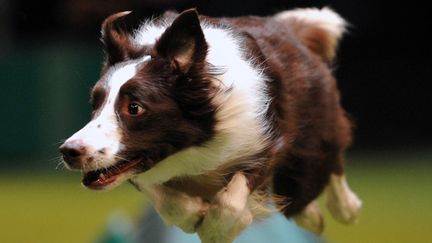 Un chien de berger&nbsp;participe &agrave; l'&eacute;preuve d'agilit&eacute; lors du concours canin de Birmingham (Royaume-Uni), le 10 mars 2013. (CARL COURT / AFP)