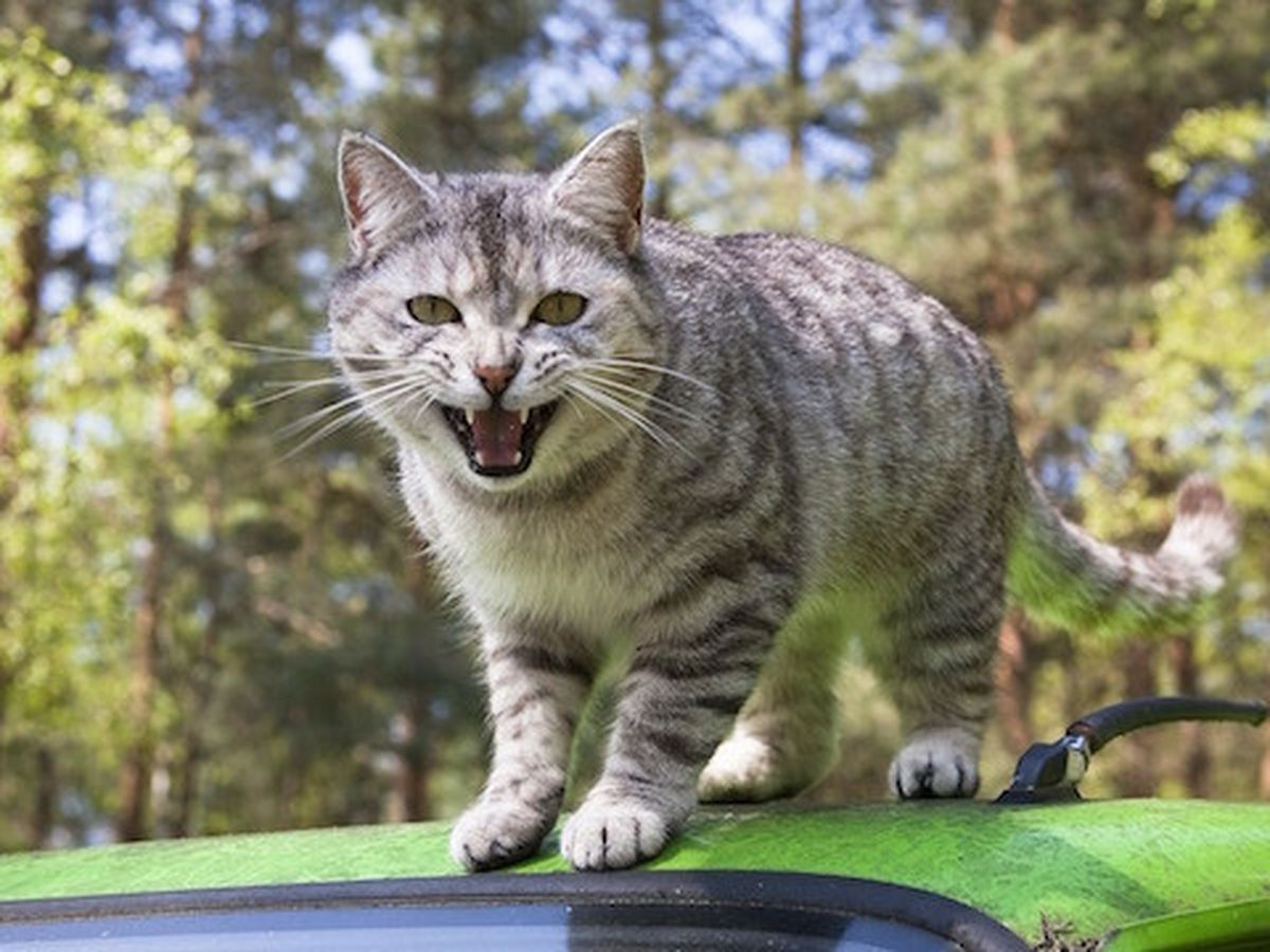 Un Adolescent Diagnostique Schizophrene A Cause D Une Bacterie Transmise Par Un Chat