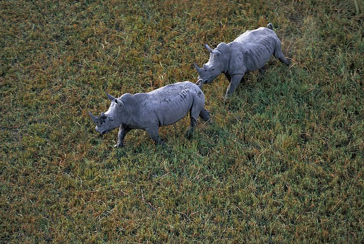 Jamais le rhinocéros n'a été autant menacé d'extinction qu'en 2020 au Botswana. L'image de ce couple de rhinos photographié en 2009 gambadant sur l'herbe du delta de l'Okavongo&nbsp;fait&nbsp;déjà&nbsp;figure de lointain souvenir. (MICHEL BUREAU / BIOSPHOTO)