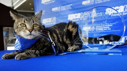 Tara, la chatte qui a sauv&eacute; son petit ma&icirc;tre de la gueule d'un chien, pose avec sa r&eacute;compense, &agrave; Los Angeles (Californie), le 19 juin 2015. (RICHARD VOGEL / AP / SIPA )