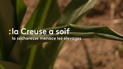 Sécheresse Inquiétude Agriculteurs