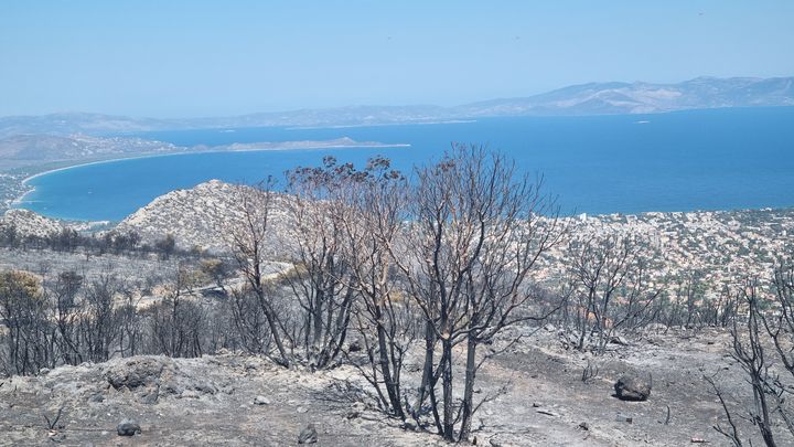 Des incendies en Grèce ont ravagé la forêt près de Marathon, mi-août 2024. (MARION FERRERE / RADIOFRANCE)