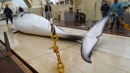 Une baleine de Minke chassée, le 18 novembre 2014 (INSTITUTE OF CETACEAN RESEARCH / FILES / AFP)