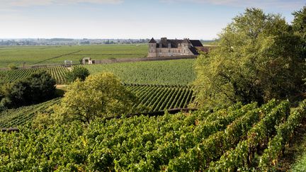 Des vignobles à Chambolle-Musigny, en Bourgogne, 2017. (ERIC FEFERBERG / AFP)