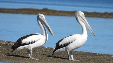 Les deux majestueux oiseaux ont élu temporairement domicile dans la baie de Saint-Vincent. (Société calédonienne d'ornithologie)