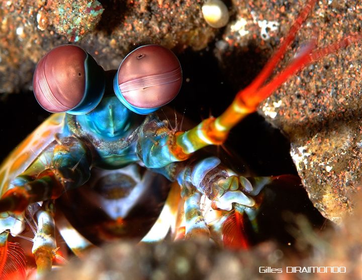 Crevette-mante à l'aquarium de Montpellier
 (Gilles Diraimondo)