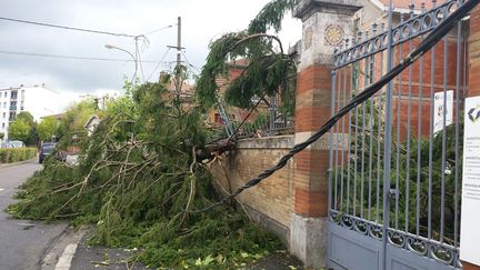 &nbsp; (Un arbre arraché à Jennebrieres, dans le Tarn-et-Garonne © Radio France - Stéphane Iglesis)