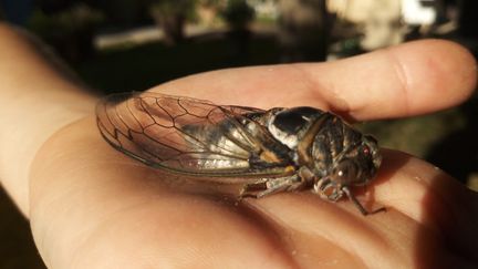 La cigale peut émettre un chant dont le son est comparable au bruit d'un avion qui décolle. (AURÉLIE LAGAIN / FRANCE-BLEU VAUCLUSE)