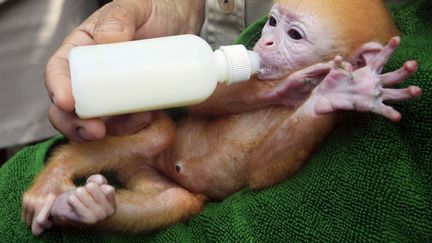 Un soigneur donne le biberon &agrave; un b&eacute;b&eacute; langur de Java &acirc;g&eacute; d'une semaine au zoo de Bali (Indon&eacute;sie), le 13 juin 2014. (FIRDIA LISNAWATI / AP / SIPA)