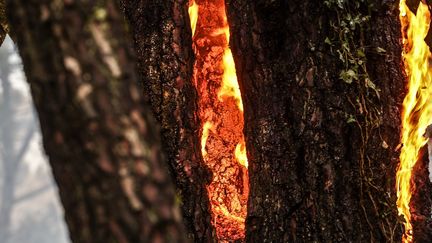 Un arbre en feu dans la forêt de La Teste-de-Buch (Gironde), le 13 juillet 2022. (THIBAUD MORITZ / AFP)