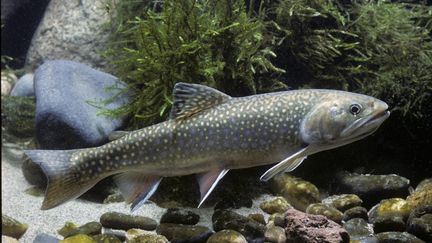 Un saumon dans un cours d'eau. (BSIP / UNIVERSAL IMAGES GROUP EDITORIAL via GETTYIMAGES)