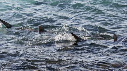 Des requins photographiés à Hadera (Israël), le 23 janvier 2017. (JACK GUEZ / AFP)