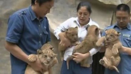 Capture d'&eacute;cran des lions d'Afrique n&eacute;s au zoo de Chongqing fin septembre, le&nbsp;1er octobre 2013. (APTN / FRANCETV INFO)