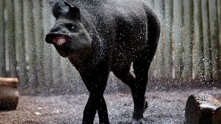 Tiquie, un tapir du Br&eacute;sil domicili&eacute; au zoo de Sydney&nbsp;(Australie) se rafra&icirc;chit alors que les temp&eacute;ratures atteignent les 43 &deg;C dans la r&eacute;gion, le 8 janvier 2013. (MAXPPP)