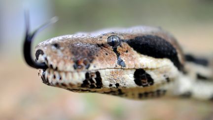 Un boa constrictor (photo d'illustration, 2011). (JULIAN STRATENSCHULTE / DPA)