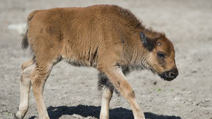 Lozère : sanctuaire des bisons d'Europe