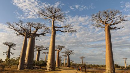 Selon l'étude, 9 des plus vieux baobabs du monde sont partiellement ou totalement morts. Parmi les victimes, trois monstres symboliques: Panke, originaire du Zimbabwe, le plus vieux baobab avec 2.450 ans au compteur, l'arbre de Platland d'Afrique du Sud, l'un des plus gros du monde, avec un tronc de plus de 10 mètres de diamètre et le célèbre baobab Chapman du Botswana, sur lequel Livingstone grava ses initiales, classé monument national. Les chercheurs ont découvert cette situation presque par hasard: ils étudiaient ces arbres pour percer le secret de leurs incroyables mensurations. (MONTICO Lionel/Hemis.fr )