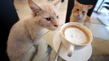 Ouverture du caf&eacute; Neko, un&nbsp;caf&eacute; pour chats &agrave; Vienne (Autriche), le 7 mai 2012. (GEORG HOCHMUTH / EPA / MAXPPP)