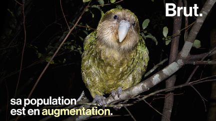 Surnommé le perroquet-hibou, le kakapo est une espèce endémique de la Nouvelle-Zélande. (BRUT)