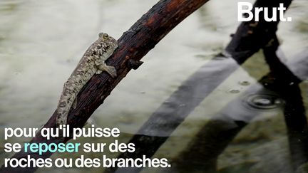 Ces drôles de poissons amphibies sont capables d'évoluer hors de l'eau, en se servant de leurs nageoires pectorales comme de pattes.