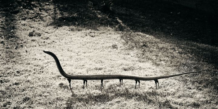 Joan Fontcuberta, Fauna, Solenoglypha Polipodida, 1985, tirage gélatino-argentique viré au sélénium
 (Joan Fontcuberta)