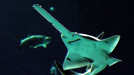 Un poisson-scie dans l'aquarium mare nostrum à Montpellier, le 31 mars 2009. (GUILLAUME BONNEFONT / MAXPPP)