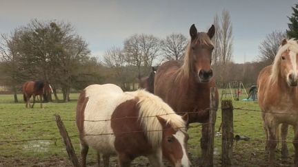 Animaux : une association vient aux secours des bêtes maltraitées