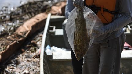 Un chercheur montre un poisson mort issu de la rivière désormais polluée de Paraopeba, dans l'Etat de Minas Gerais au Brésil, le 18 mars 2019.&nbsp; (DOUGLAS MAGNO / AFP)