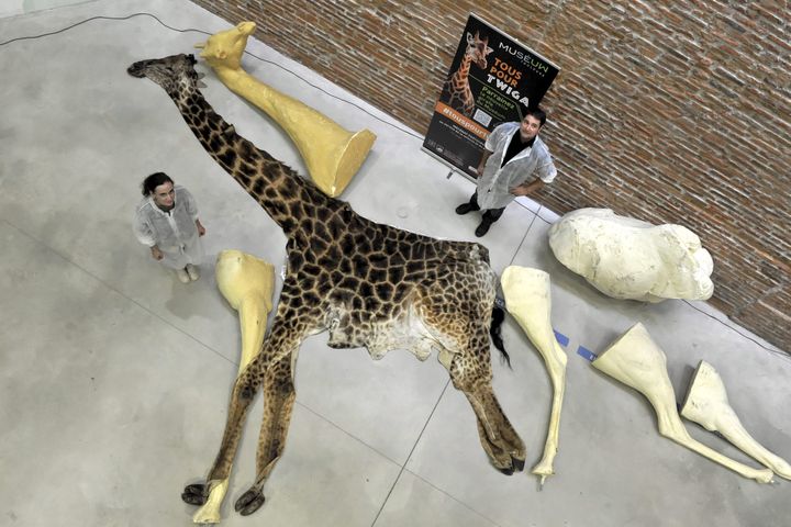 Le muséum d'histoire naturelle de Toulouse lance un mécénat participatif afin de financer la naturalisation de la girafe Twiga, septembre 2015
 (PHOTOPQR/LA DEPECHE DU MIDI)