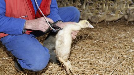 En 2006, les canards et les oies d'élevage de trois départements français avaient été vaccinés contre la grippe aviaire. (CHRISTIAN WATIER / MAXPPP)