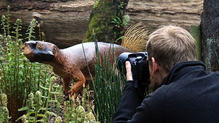 Une reproduction d'un&nbsp;psittacosaurus, dinosaure herbivore du crétacé, basée sur un fossile découvert en Chine. (ROBERT NICHOLLS)